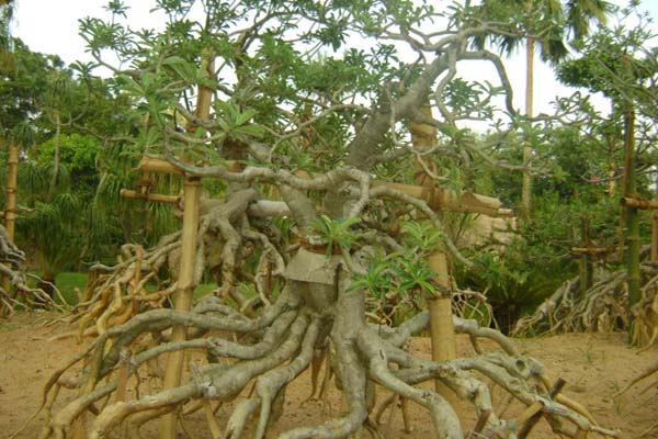 Sabujban Resort Plants